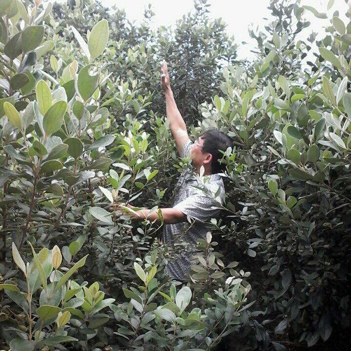 Giống cây sim rừng