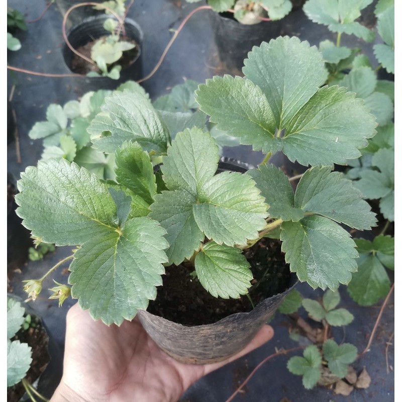 Chậu Dâu Tây Đà Lạt