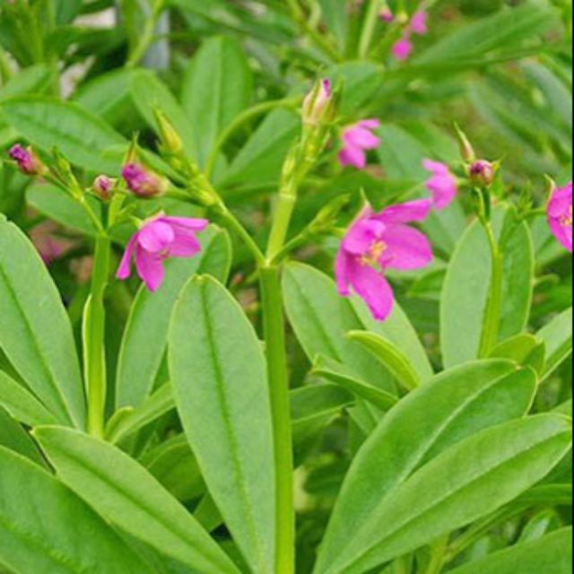 Hạt Giống Sâm Đất ( Thổ Sâm ) - (Talinum.Crassifolium,Willd) - Gói 20 hạt