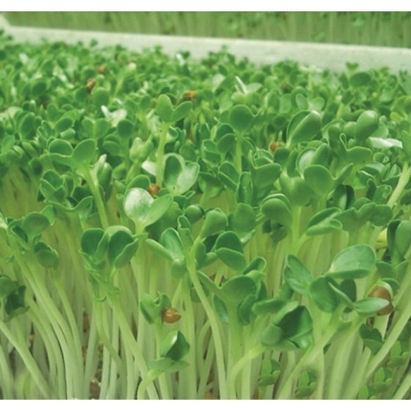Hạt Giống Rau Mầm Cải Bẹ Xanh (Gói 20 Gam)