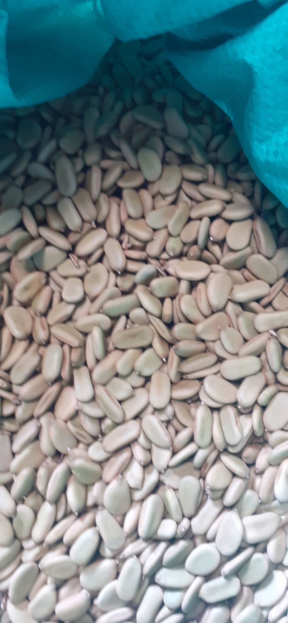 800gram hạt keo gai giống