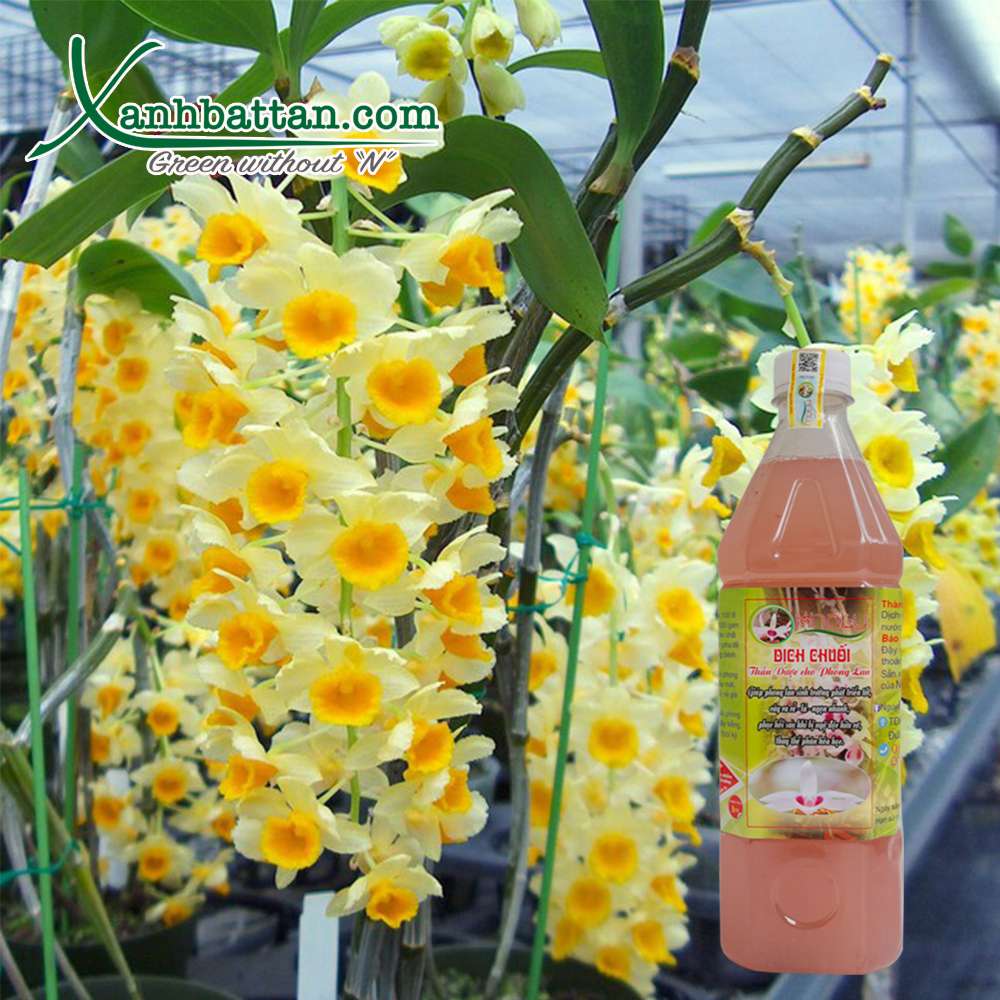 Dịch chuối đậm đặc 1 lít, Dịch chuối khaly