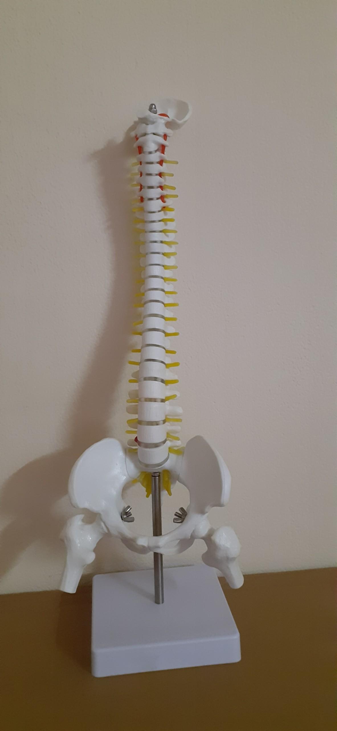 Mô hình xương cột sống 45cm