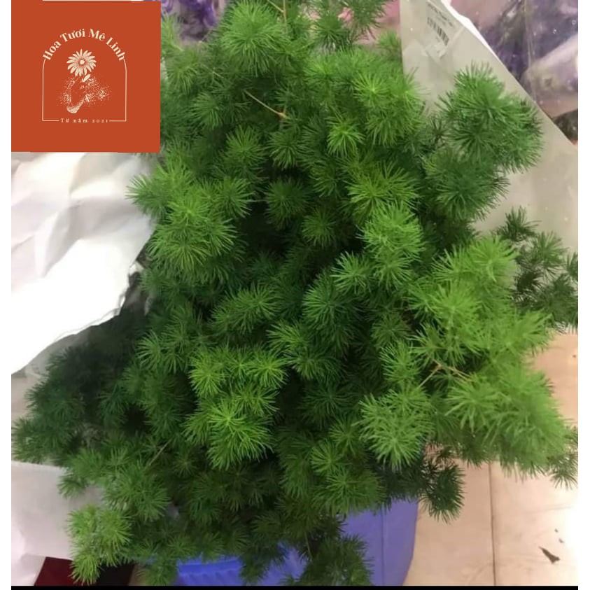 Cây tùng nho trồng cắt cành