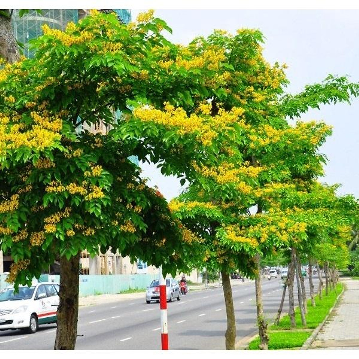 Hạt Giống Cây Giáng Hương ( Còn gọi là Đinh Hương ) - Gói 10 hạt
