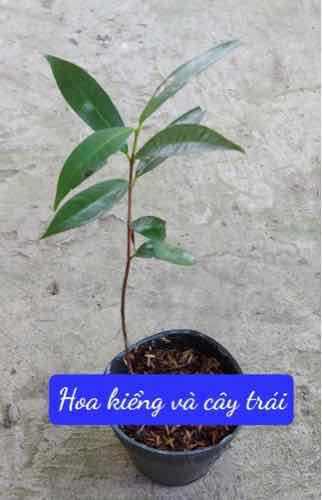 Cây lý, cây mận lý (cây chiết) siêu trái (Tặng kèm 3 cây chè xanh)