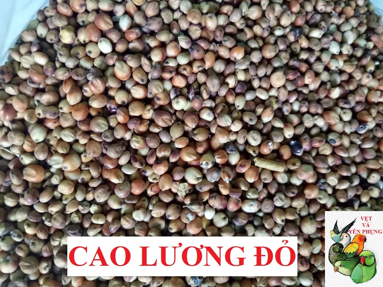 HẠT BOBO ĐỎ (CAO LƯƠNG ĐỎ) CHO CHIM CẢNH, VẸT, HAMSTER.