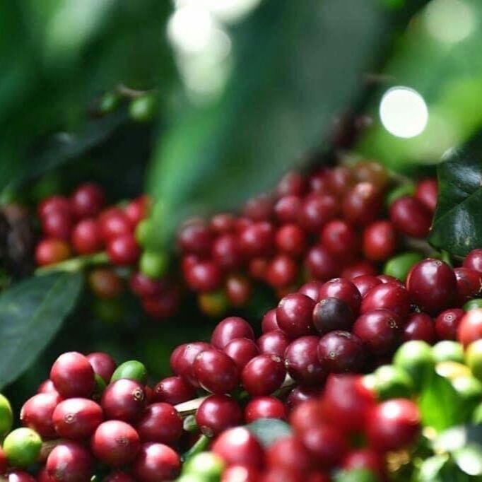 [HCM]500GR Cà phê Nguyên chất Robusta Red Honey