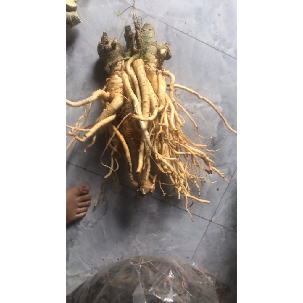 Củ Đinh Lăng 3kg (3kg/ 1 củ)