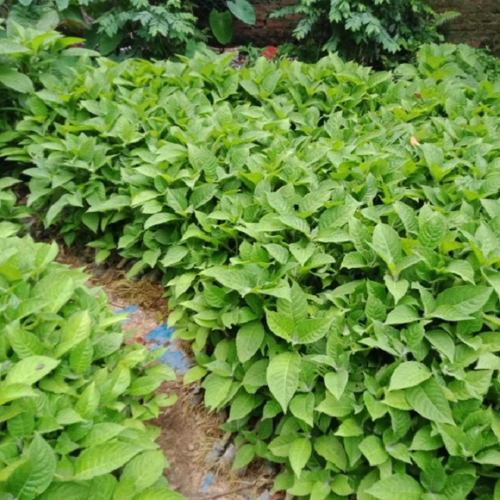 Cây giống chè khổng lồ