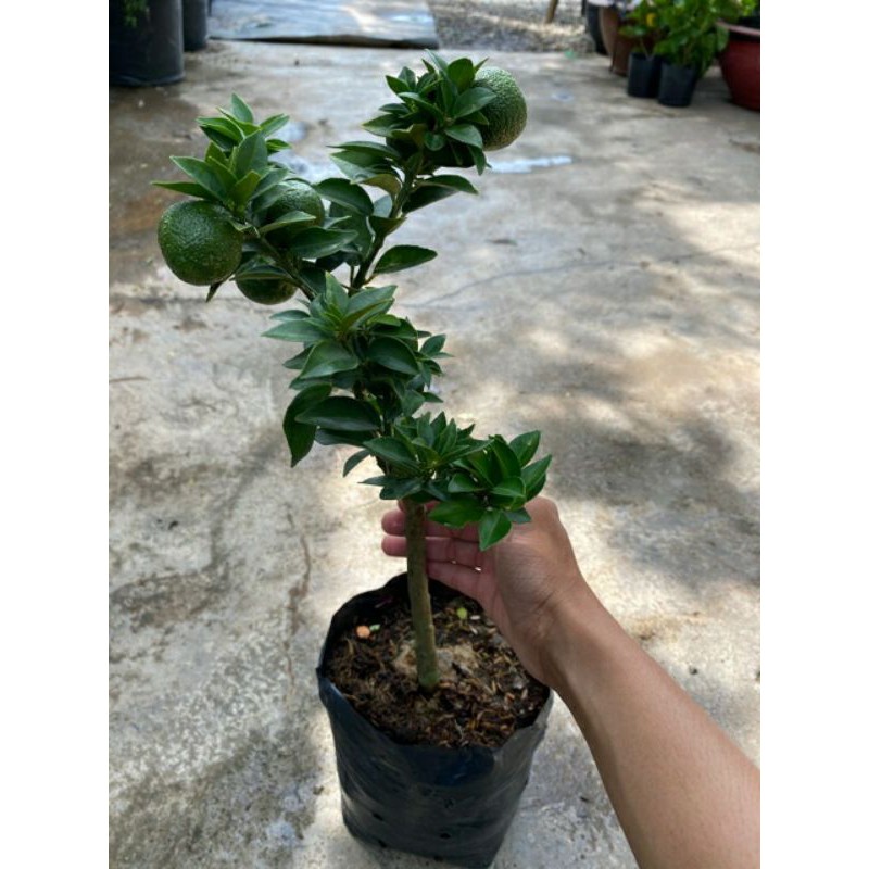 Cam Mỹ.... đang trái
