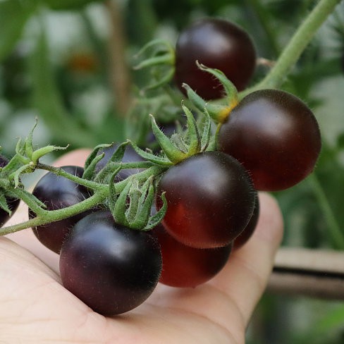 Hạt Giống Cà Chua Socola (Gói 30 Hạt) - Dễ Trồng, Quả Mọng