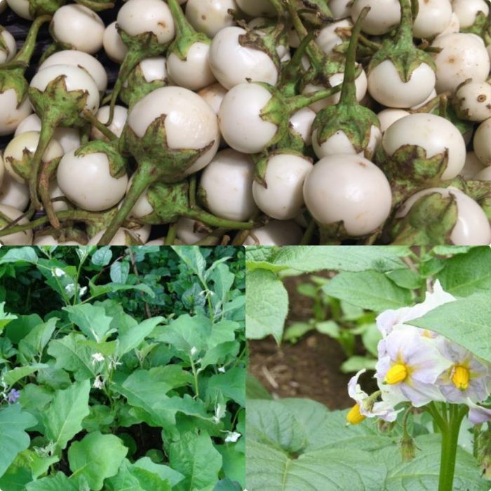 Hạt Giống Cà Pháo Trắng Cao Sản "2Gram.gói = 400 hạt"