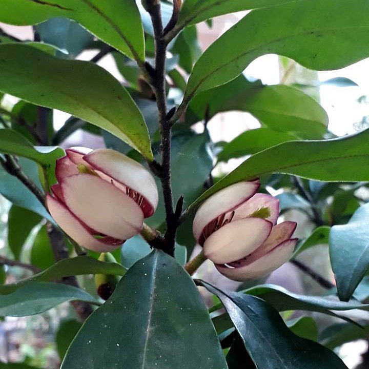 Cây Giống Lan tiêu (Hoa Hàm Tiếu) Bầu Bát ( ảnh thât như hinh 2)