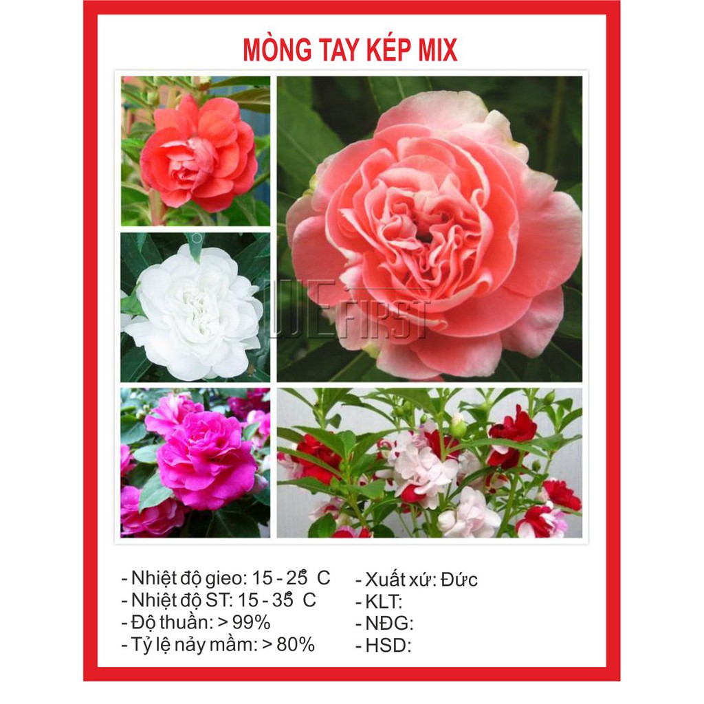 Hạt giống hoa móng tay kép - 50 hạt