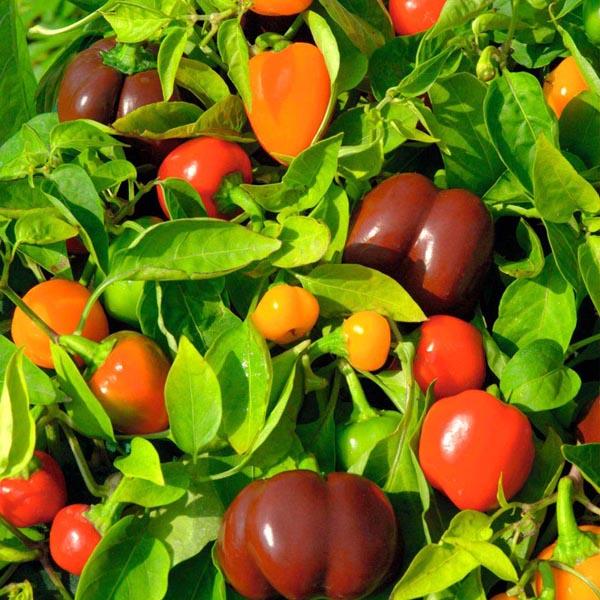 [Mới] - Hạt giống Ớt bi