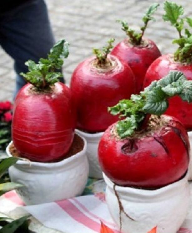 " Gói 10 "Hạt giống củ cải đỏ khổng lồ ( củ cải thần tài ) [Seeds]