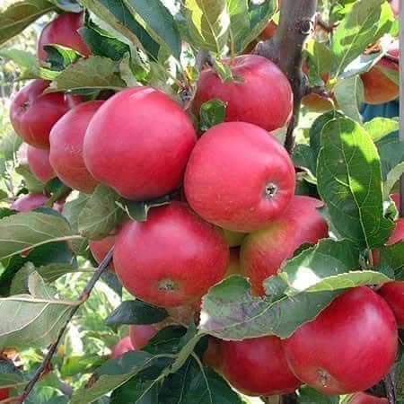 Giống Táo Đỏ Lùn F1 ( cây ghép siêu trái )