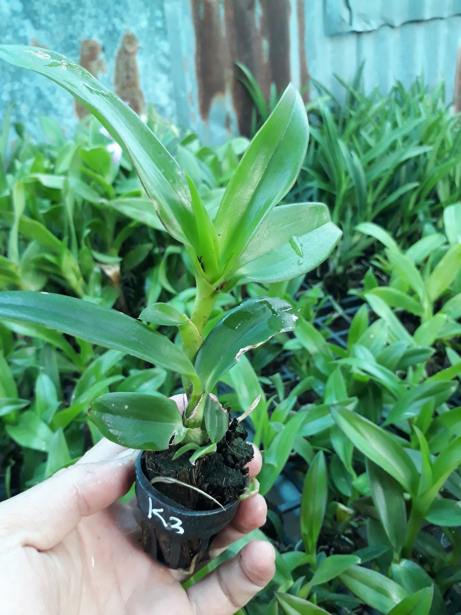 denro nắng king 3 xưa