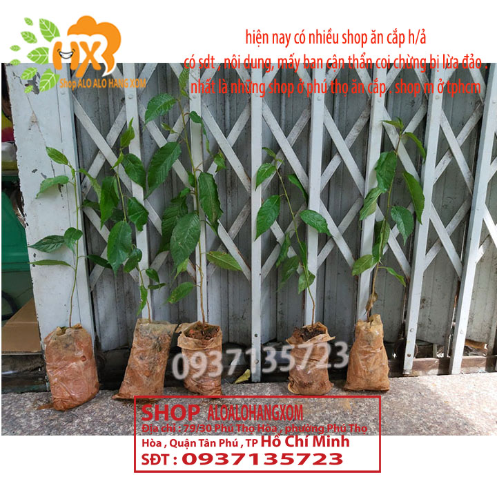 [HCM]combo 5 cây mai anh đào cây giống ( hiện nay có nhiều shop ăn cắp h/ả shop m )