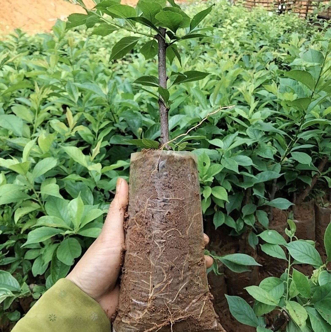 Cây Giống mận đen chín sớm bắc hà
