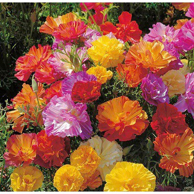 "gói 50 hạt " hạt giống hoa poppy hoa kép mix màu