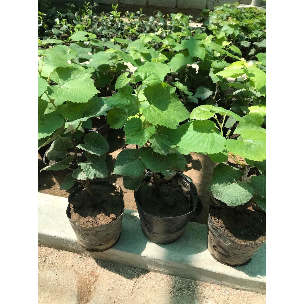 Cây Nho Giống Hạ Đen Không Hạt ( cây rất dễ trồng)
