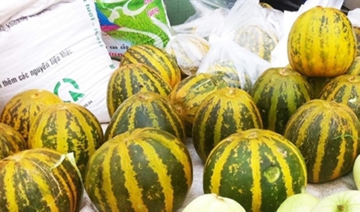 Hạt Giống Dưa Lê Pháp Charentais SIÊU NGON Cucumis melo - Gói lớn nhiều hạt - Tặng gói kích nảy mầm