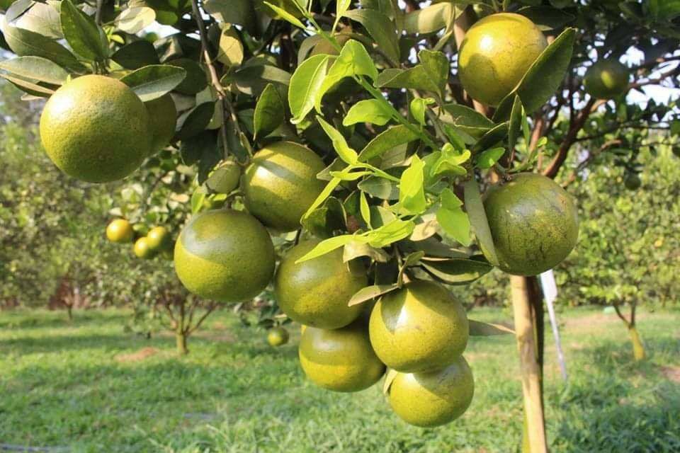 cây giống quýt đường thái lan