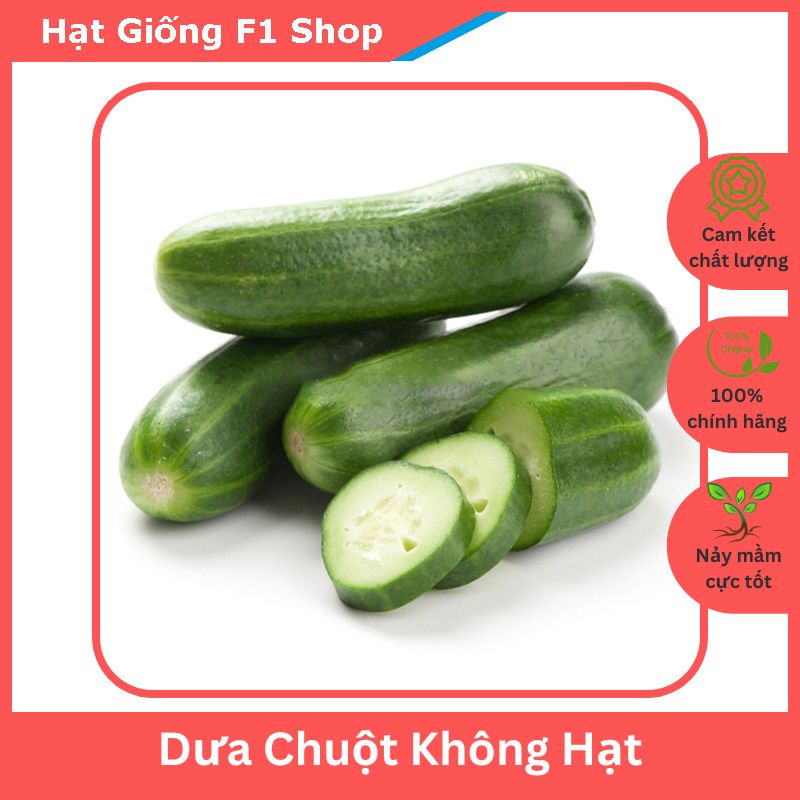Hạt Giống Dưa Chuột (Dưa Leo) Không Hạt Trái Ngắn Dễ Trồng 15H