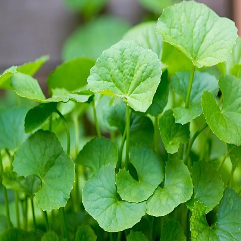 Hạt giống rau má lá nhỏ -gói 1 gram,trồng quanh năm