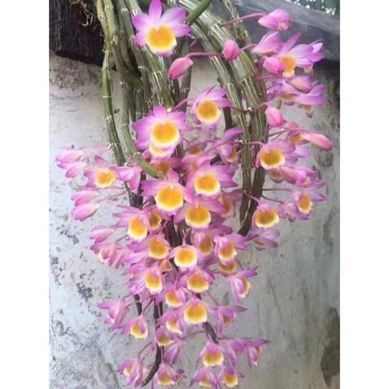 1 bảng(1 chậu) lan long tu đá hoa tím hàng rừng thuần chậu siêu to, hoa siêu đẹp