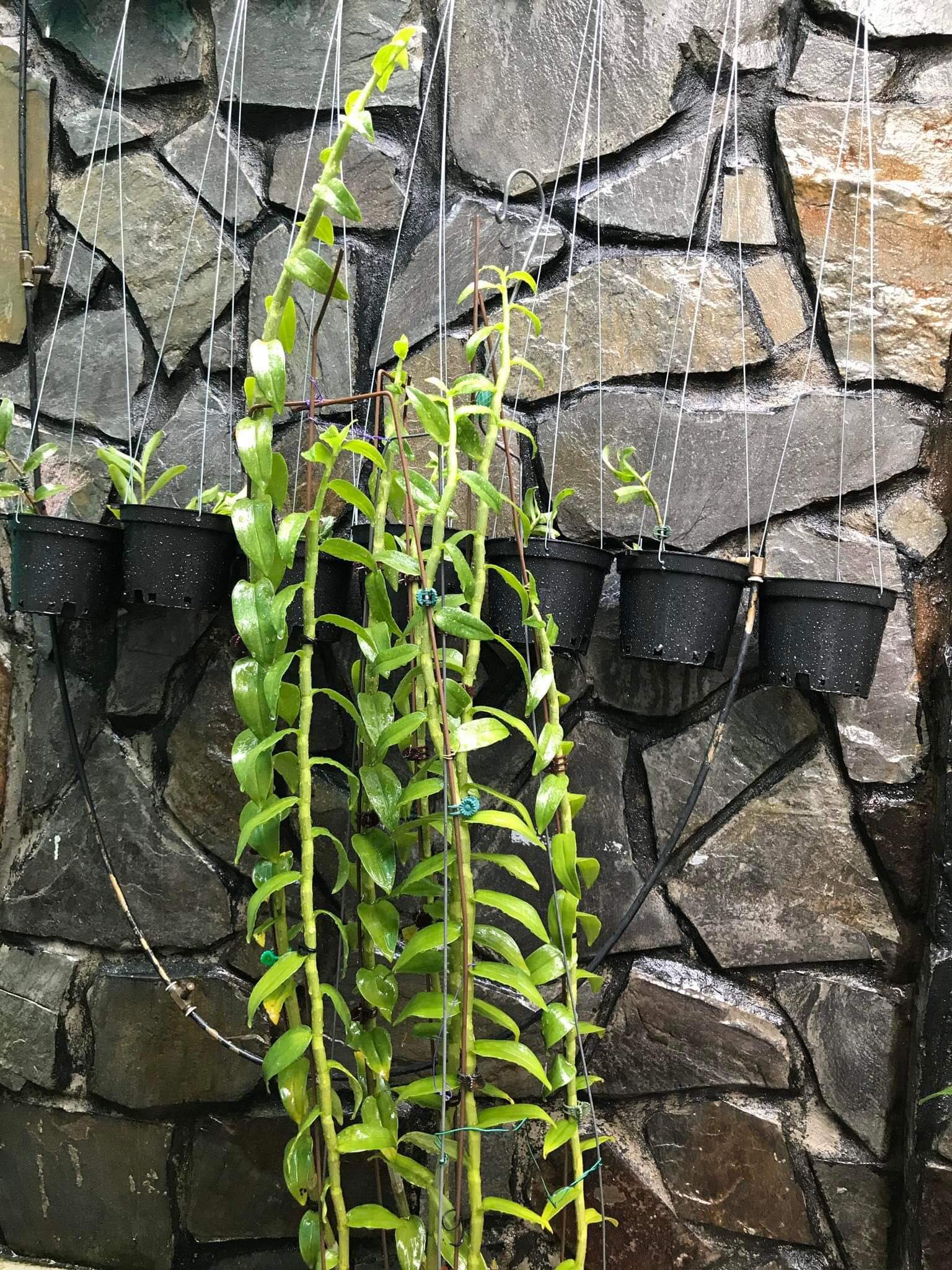 Phân bón lá đa trung lượng Org Hum