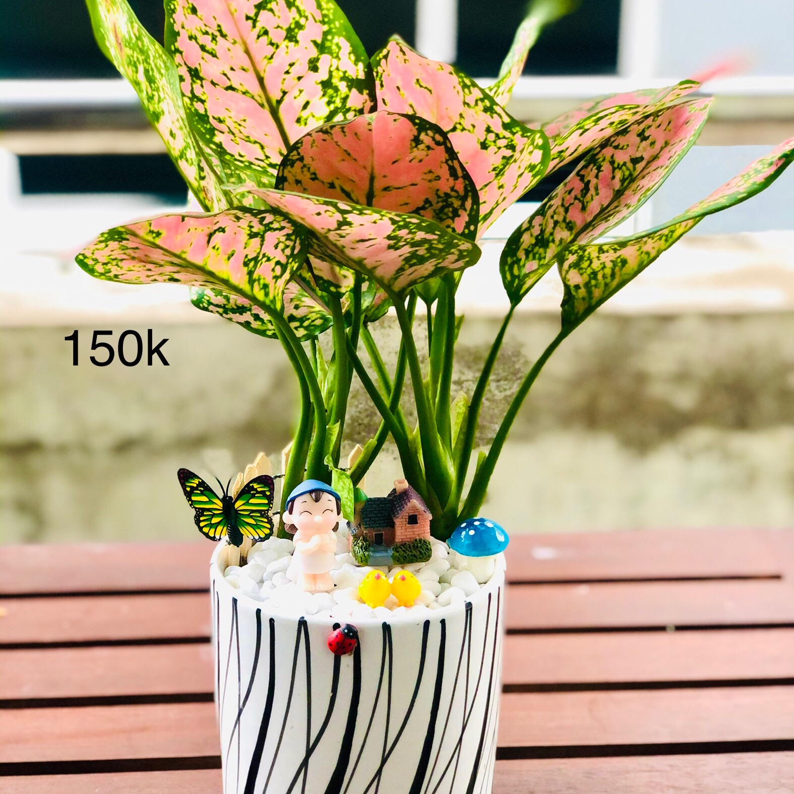 Chậu tiểu cảnh vạn lộc