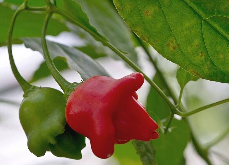 "Gói 20 Hạt " Hạt giống ớt chuông gió ( ớt hoa hồng )