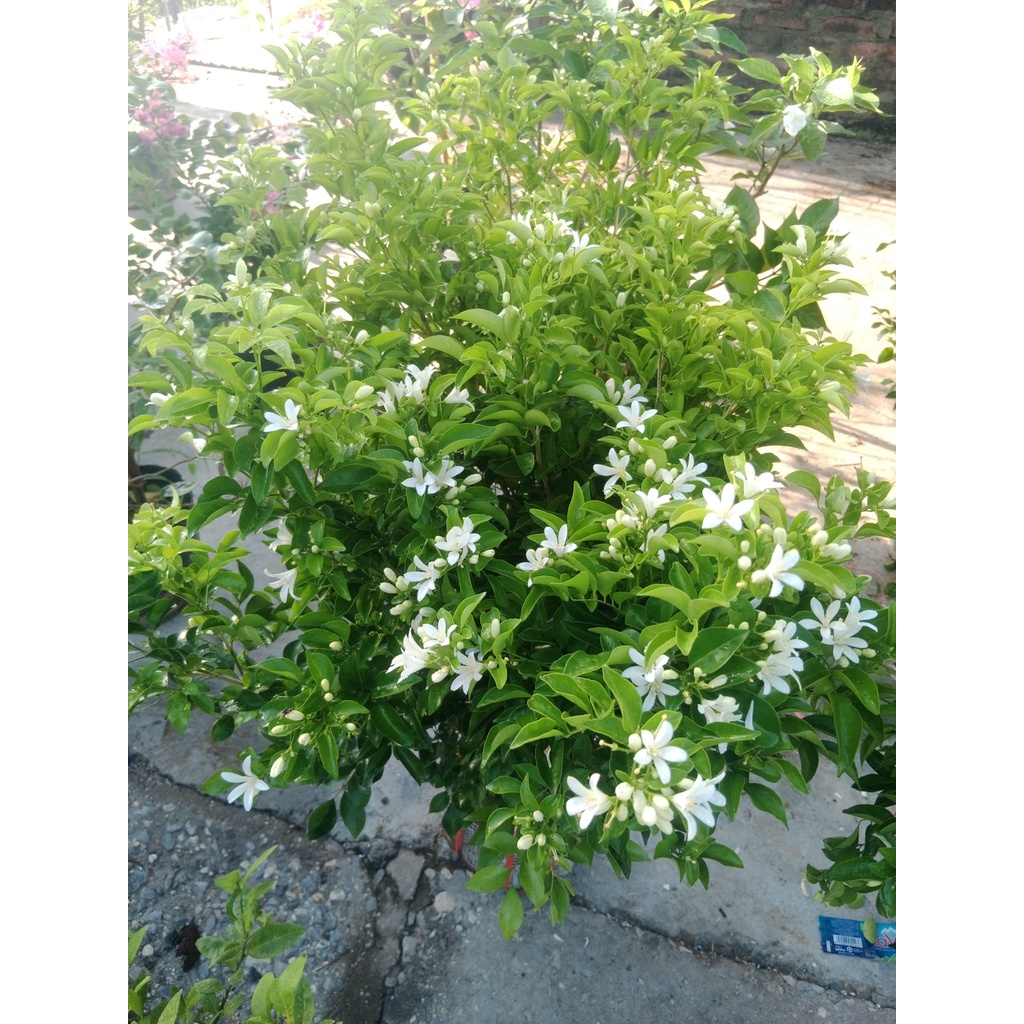Cây giống Nguyệt Quế Thái