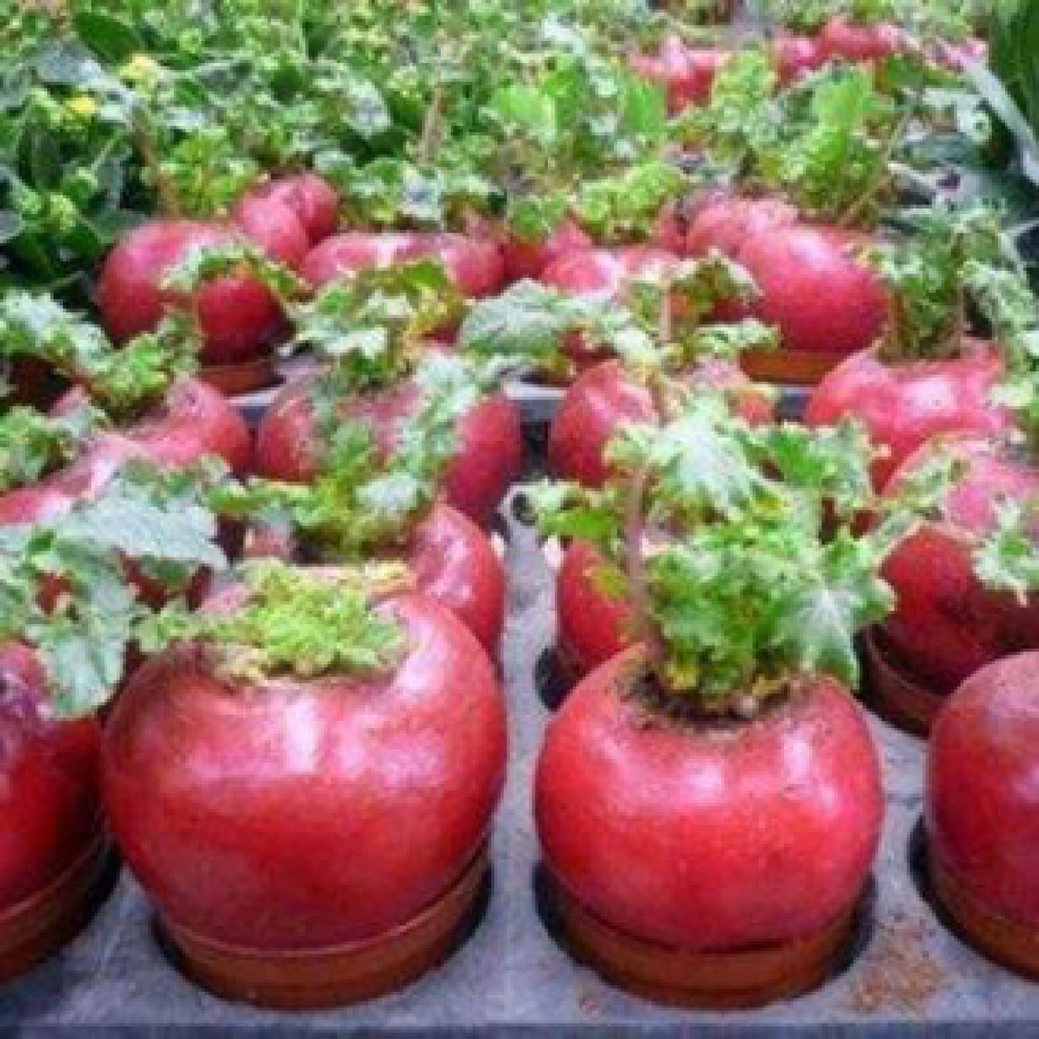Ma32b gói 20 hạt giống củ cải đỏ may mắn khổng lồ