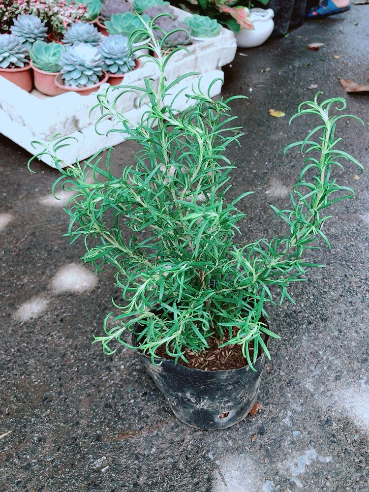 Chậu Hương Thảo