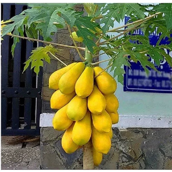 Combo 2 gói hạt giống đu đủ lùn ( đu đủ vàng 5 hạt + đu đủ lùn xanh 10 hạt )
