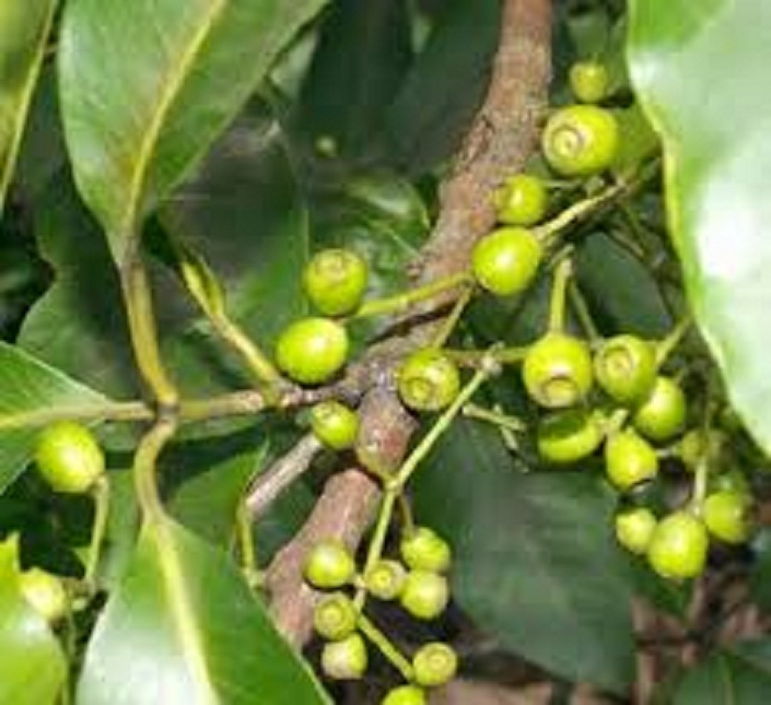 cây lá vối nếp giống