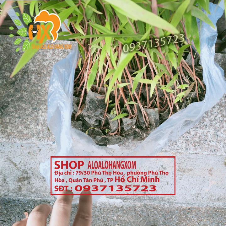 Combo 50 cây tràm úc -cây giống