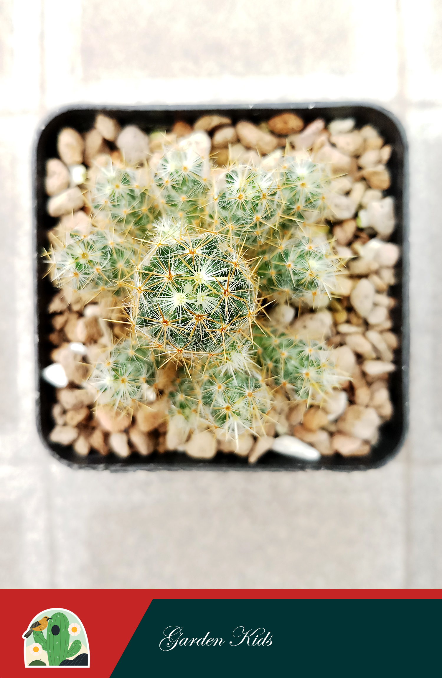 Xương rồng nhện vàng (Mammillaria Prolifera)