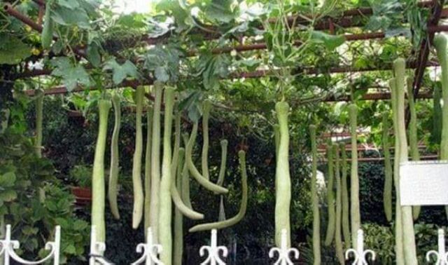 MJ155 Hạt giống bầu dài 2m Bầu Siêu Dài
