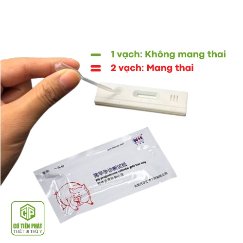 Que thử thai heo, lợn nái đọc kết quả chính xác 90%