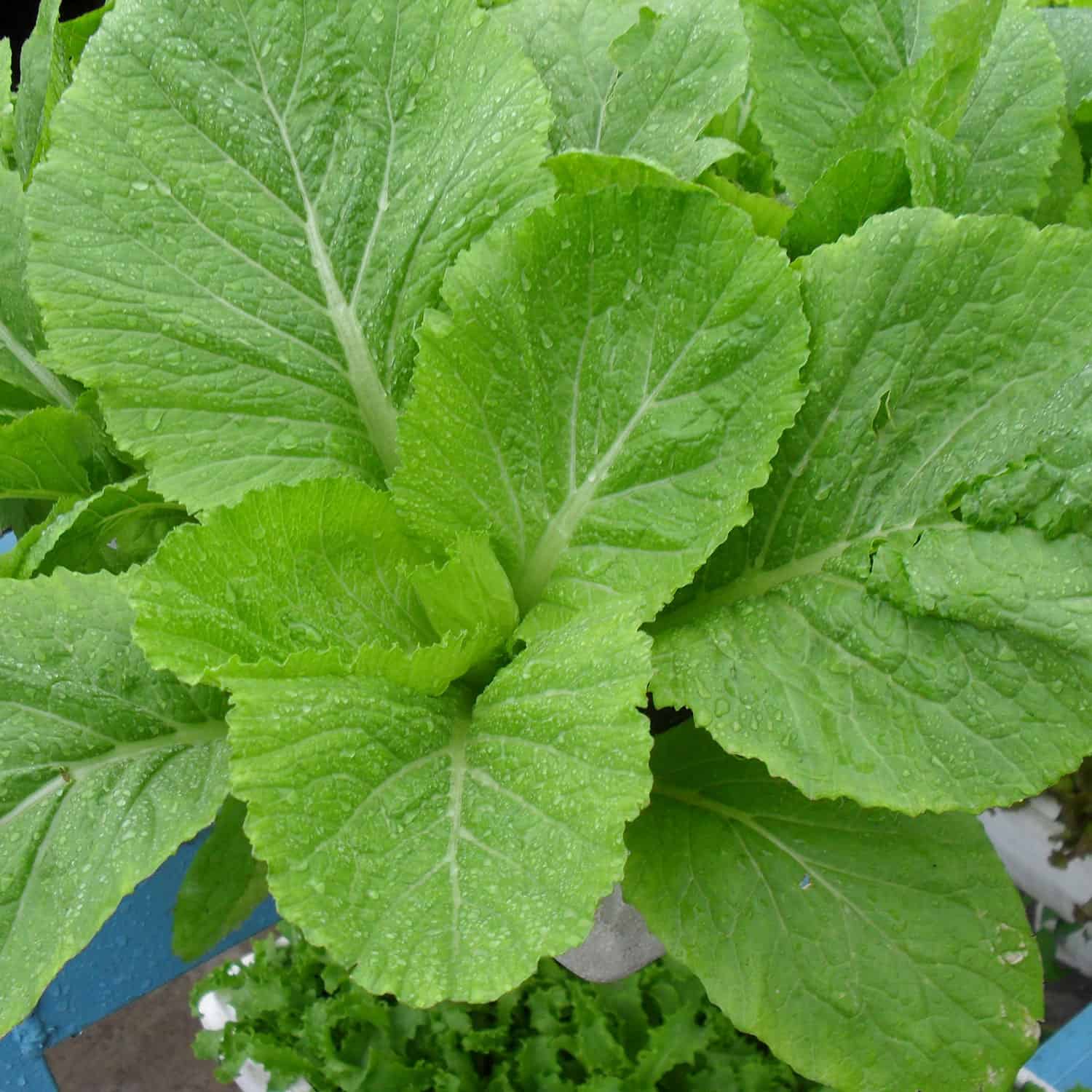 Hạt giống Cải bẹ xanh mỡ cao sản VTS53 | Vạn Tín Store