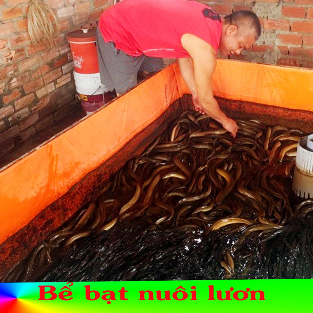BỂ BẠT NUÔI LƯƠN ( CHUYÊN NGHIỆP) NHIỀU KÍCH THƯỚC VÀ LÀM THEO YÊU CẦU