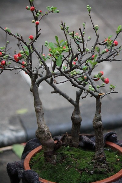 chậu Mai Đỏ bonsai TỨ QUÝ CHẬU Nhật