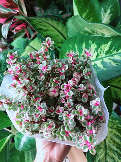 Cây ĐôLa Hồng