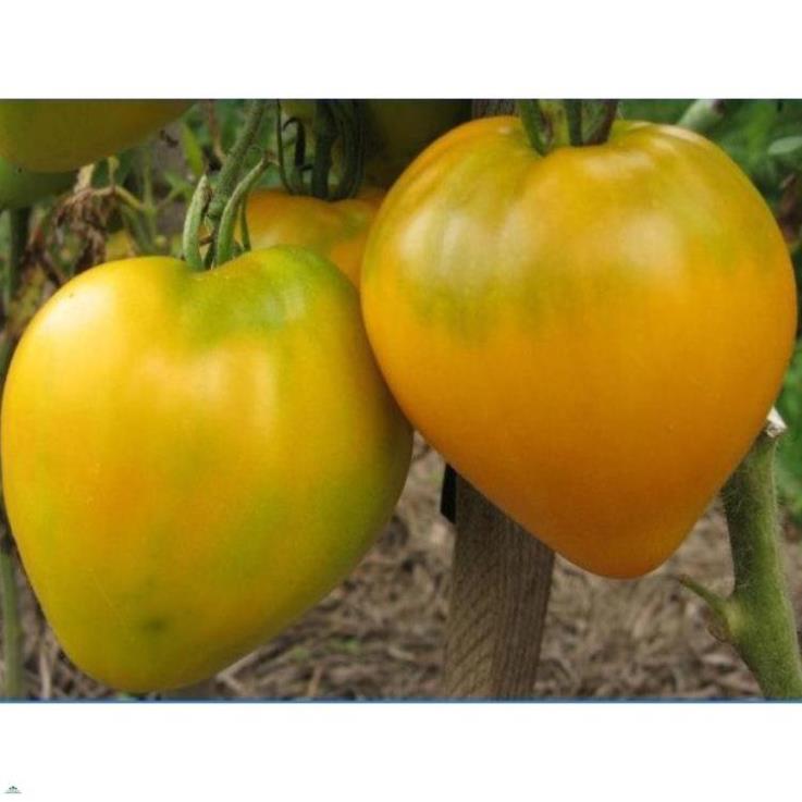 Root Plex 100ml-kích thích nảy mầm - Root plex Của Mỹ - Phân bón Grow More