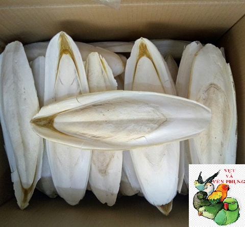 1 CÁI NAN MỰC -MAI MỰC TO DẦY SIZE 18-26CM